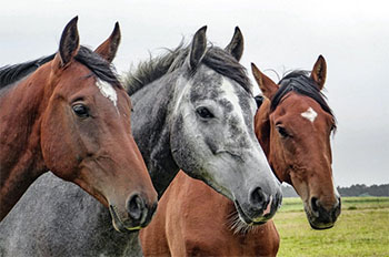 droits des animaux avocat droit animal